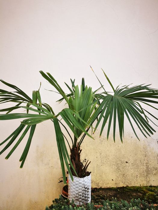 Palmeira em vaso