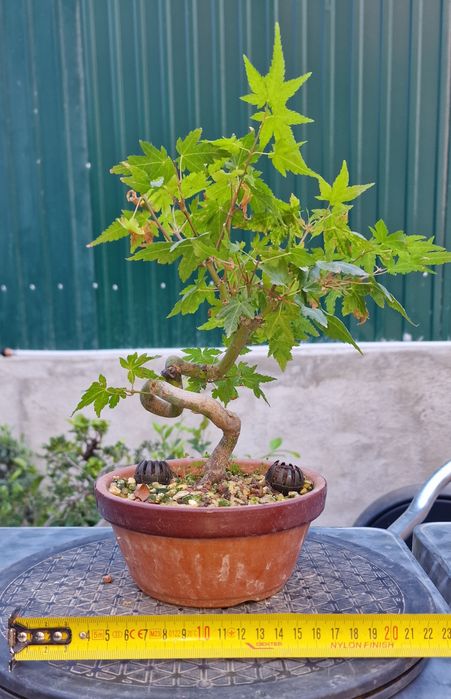 Bonsai Acer Palmatum Yamamomiji