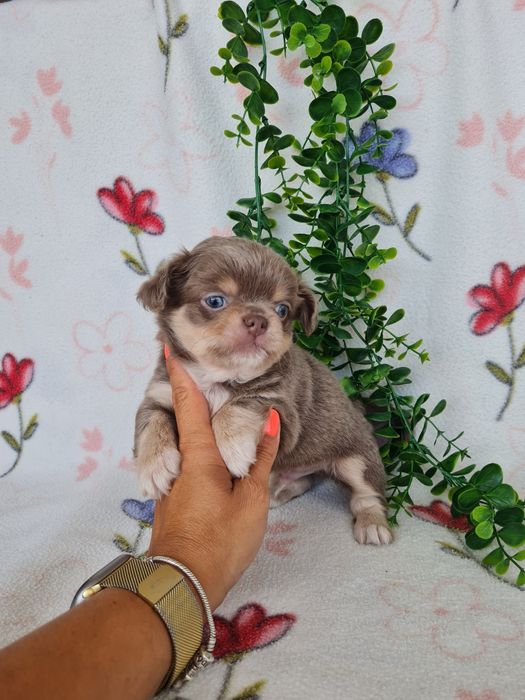 Excelente mini lilac tan menino pelo comprido Chihuahua/Chiuaua de Qualidade, Linhagem Russa