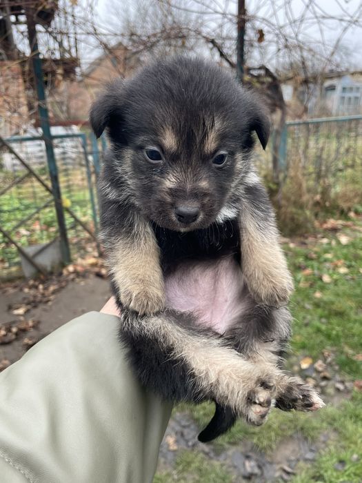 Маленькі песи- охоронці)