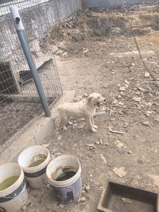Cãezinhos para cedência