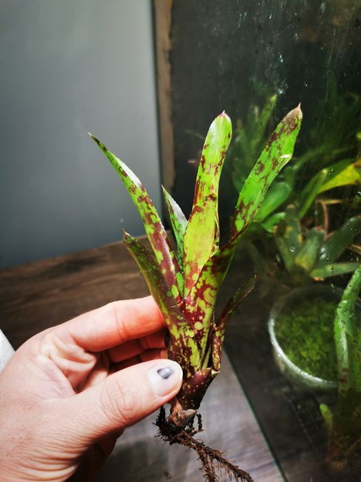 Mech do Terrarium Vivarium Paludarium Tropikalne Bromelie