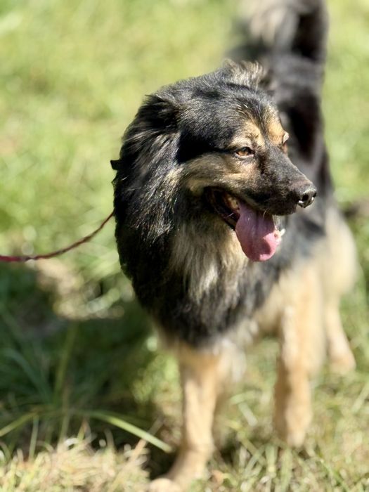 Szarik — piękny pies do adopcji