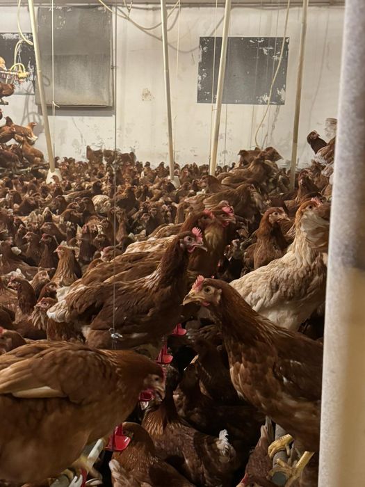 Kury Nioski Bovans 22 tygodnie. Wysyłka na całą Polske.