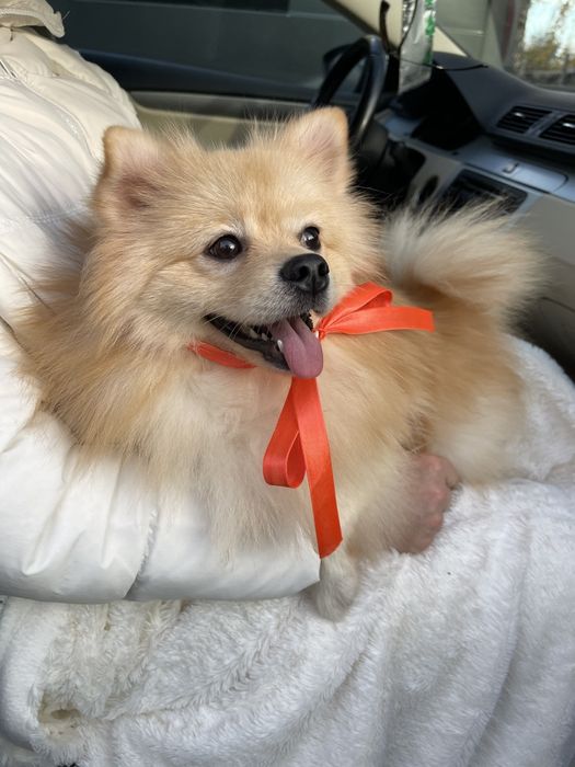 Обіймай і не відпускай  чарівні Померанські шпіци тут!