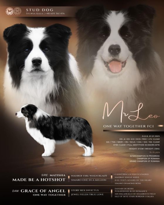 Mamy szczenięta ! Border Collie ZKwP FCI