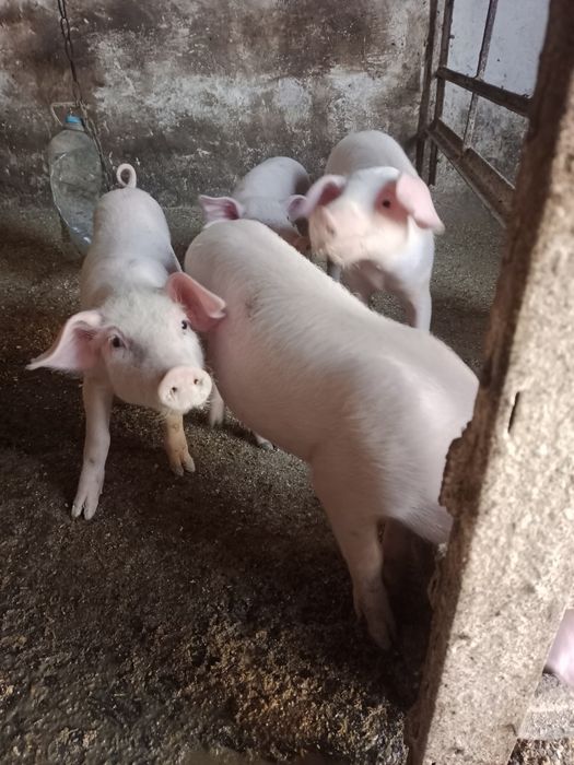 продам поросят ландрас