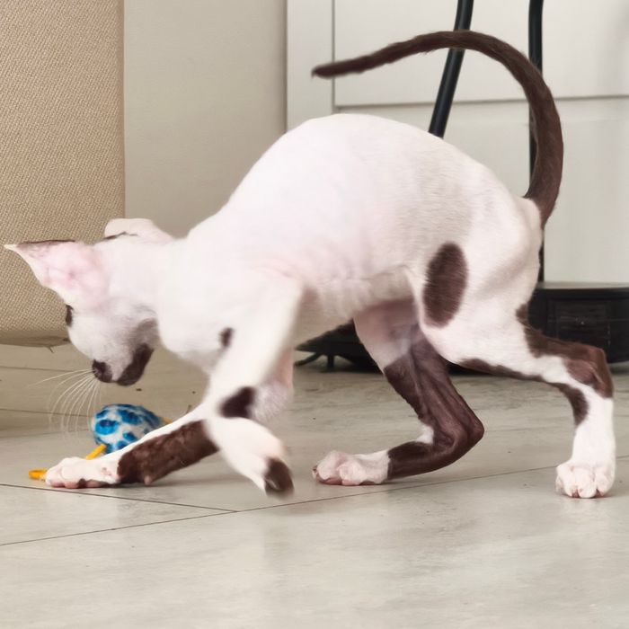Cornish Rex – kocurek gotowy do odbioru | Rodowód FPL