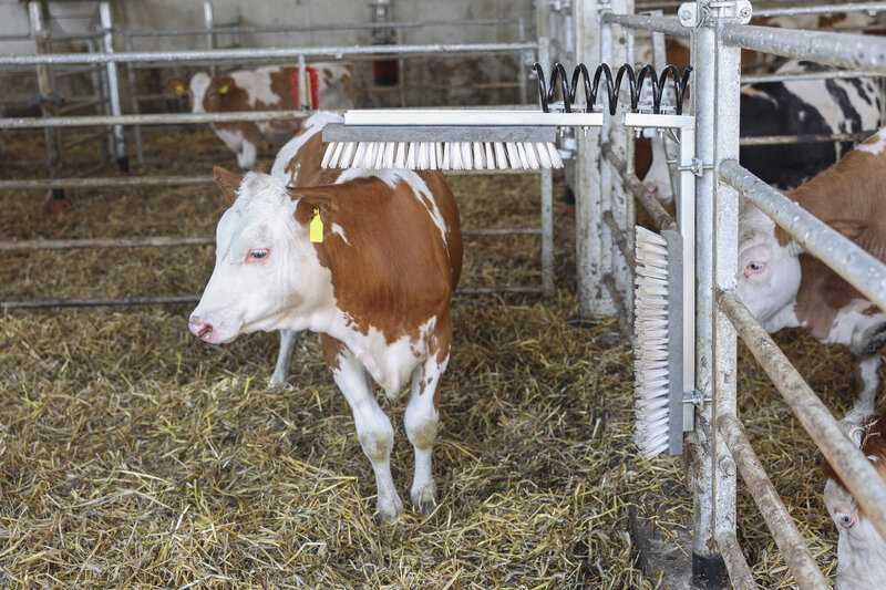 Czochradło dla bydła Texas Czochradło dla krów - 2 głowice