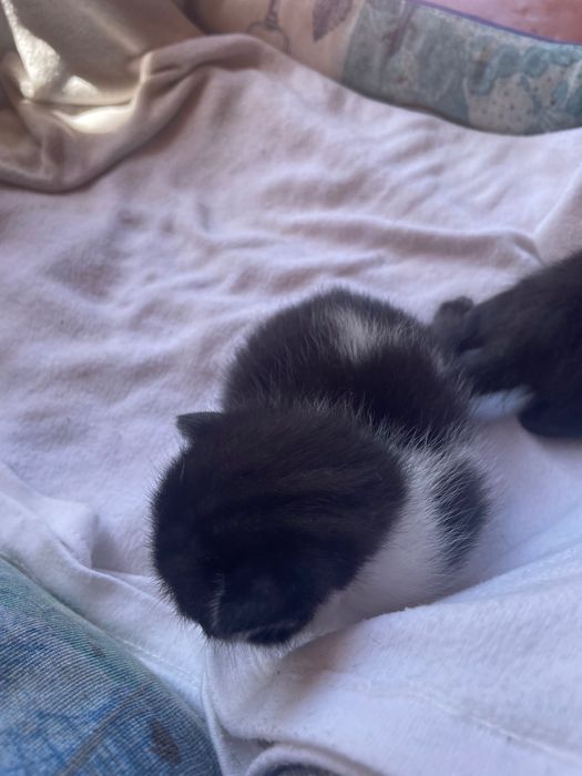 Dou gatinhos bebés que nascem no final de julho