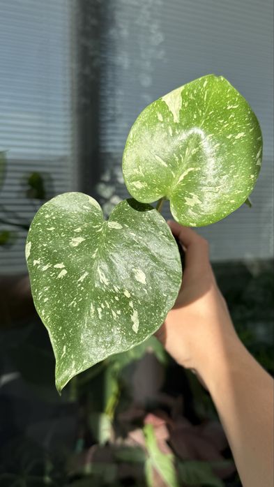 Монстера Тайське Сузірʼя / Monstera Thai Constellation