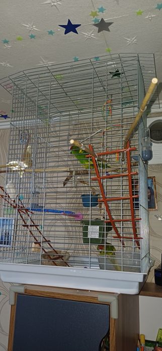 Продам Новозеландских прыгающих попугаев.