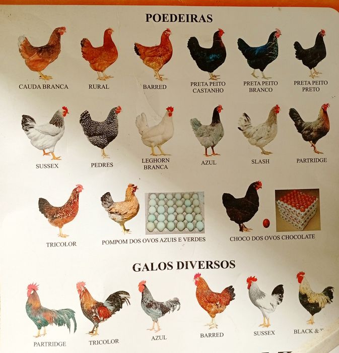 Galinhas Poedeiras