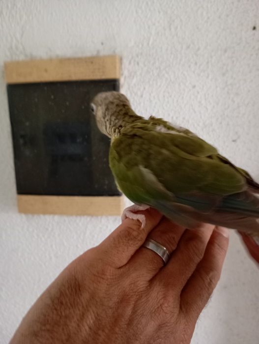 Aves bebes procuram novo lar