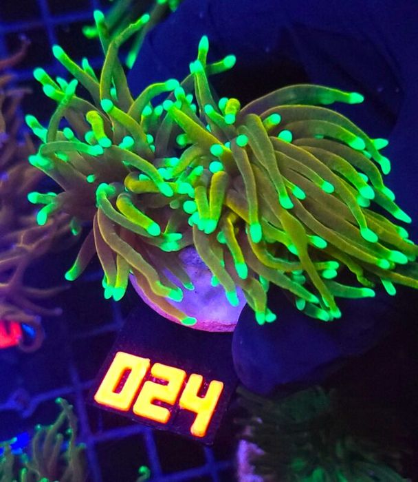 Euphyllia glabrescens Hellfire 2h (024) [Koralowiec]