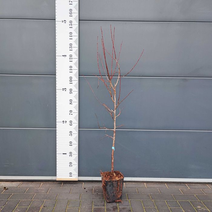 Drzewka owocowe DUO-MEZO