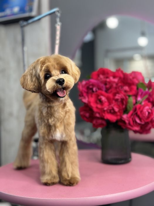 Стрижка собак та котів. Грумінг студія в Ірпені «Groom Bar»