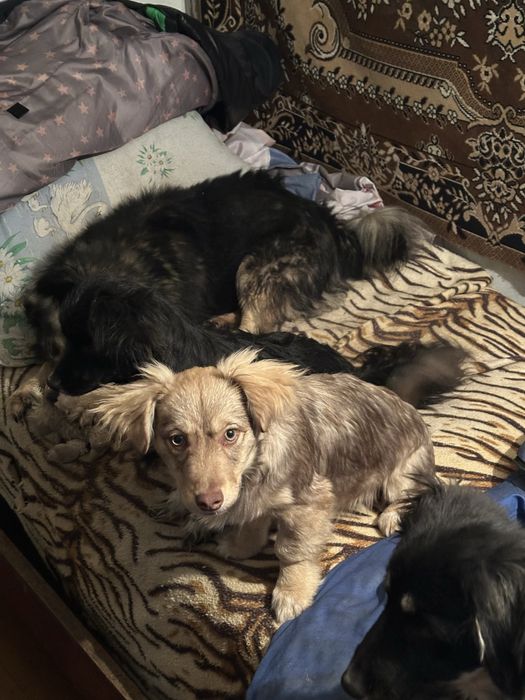 Віддамо цуценя-дівчинку в добрі руки безкоштовно