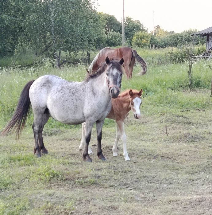 Кобилка райдпоні