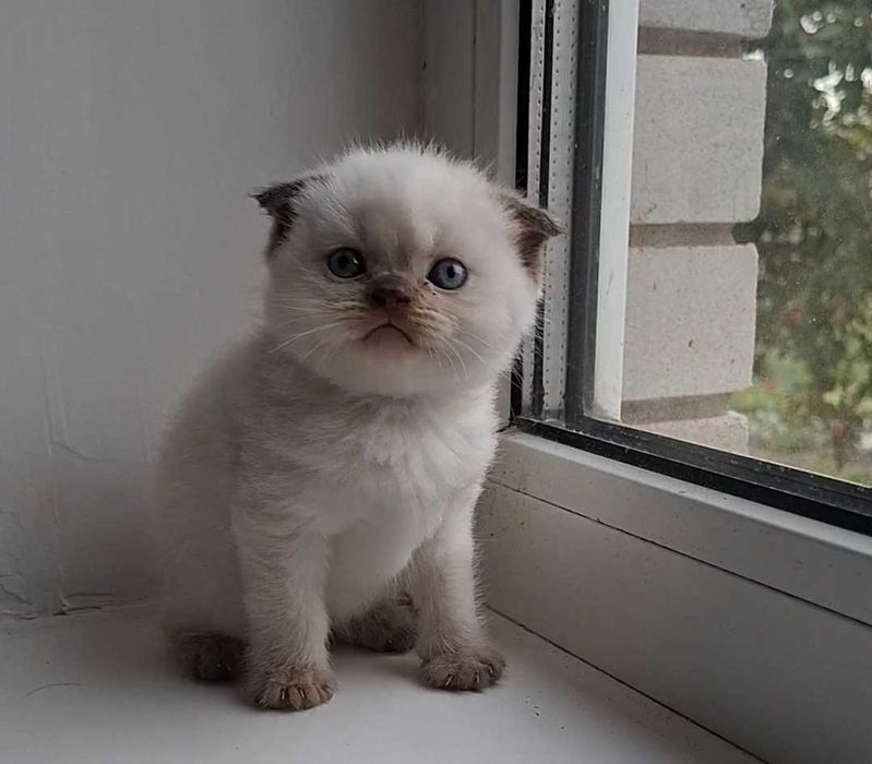 Кошенята шотландські