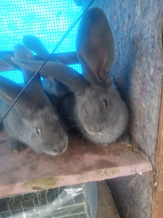 Olbrzym belgijski niebieski