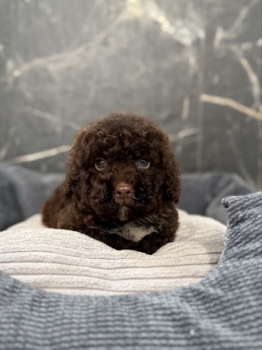 Шоколадний хлопчик мальтіпу. Ми в Луцьку