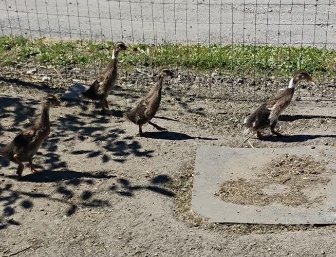 Kaczki biegusy 3 miesięczne