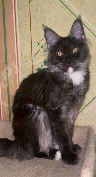 В добрые руки девочка полидакт