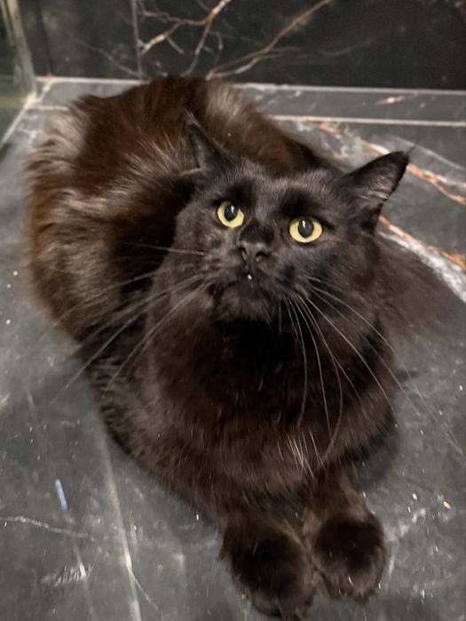 Kotka Fibi przepiekna Maine Coon