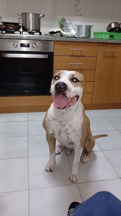 Pitbull com American staff para adoção