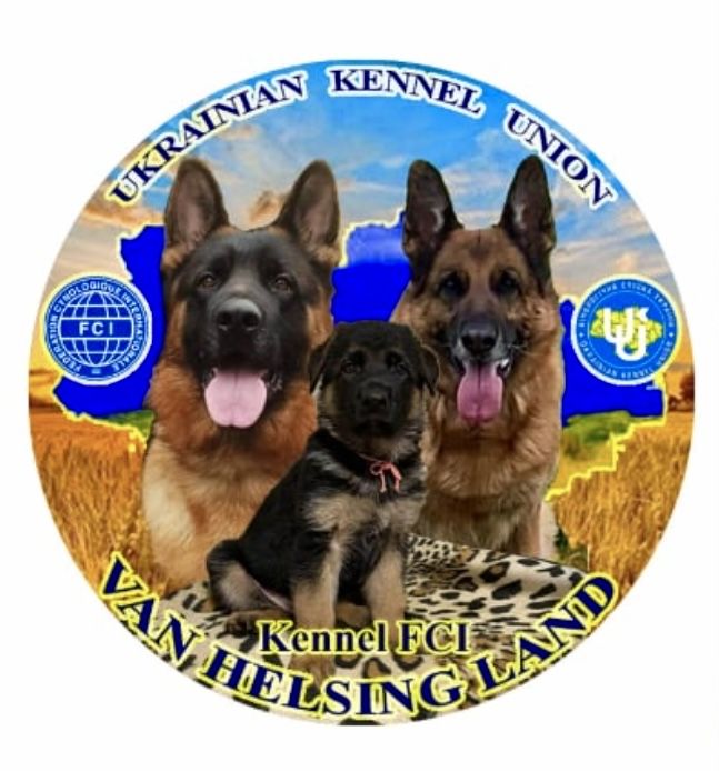 Племене  цуценя німецькоі вівчарки