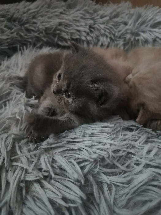 Kotek Brytyjski Niebieski Elfik