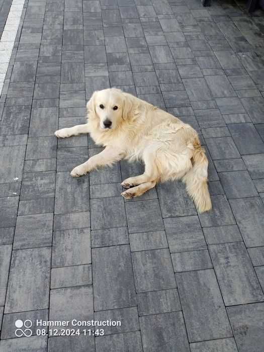 Szczenieta Golden Retrivier