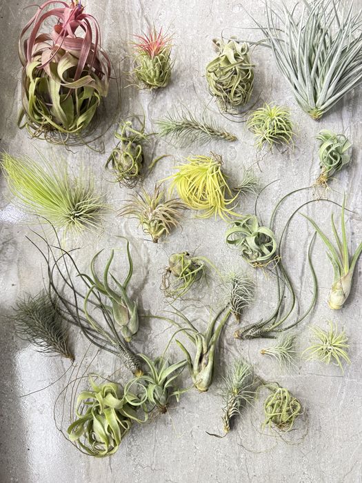 Tillandsia тилландсия intermedia іонанта  медуза курлі слім адреана