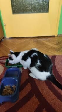 Walduś cudowny kocurek prosi o domek