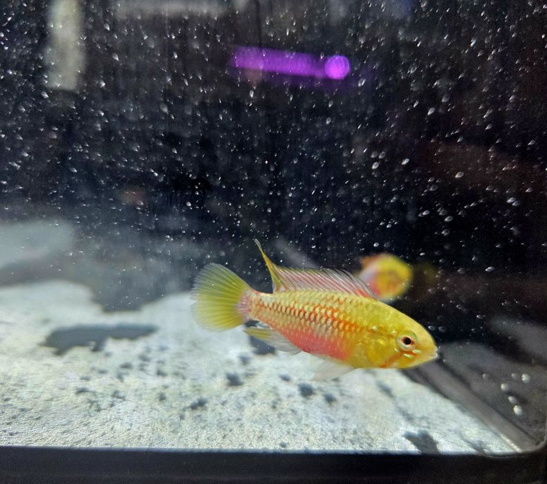 Pielęgniczka Apistogramma hongsloi (krasnopręga)