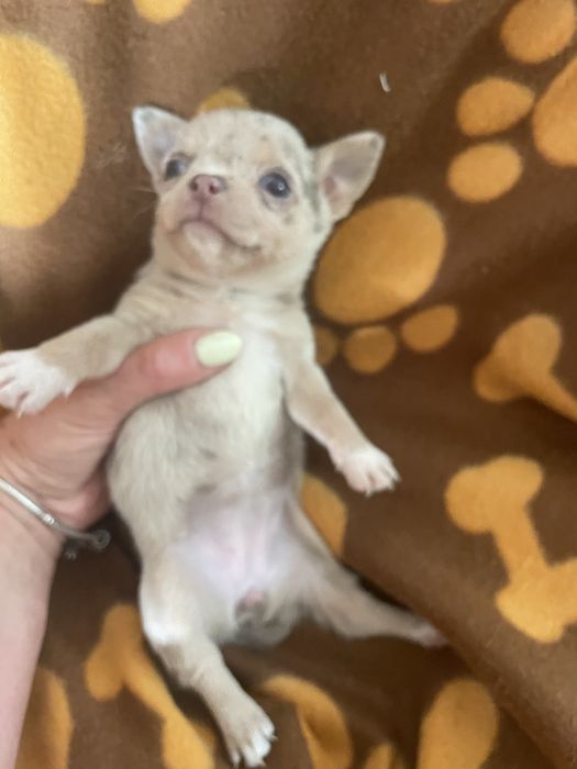 Chihuahua  femea   excelente merle chocolate