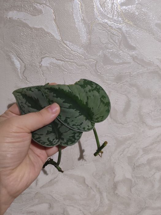 Сциндапсус требі по 50 грн черенки