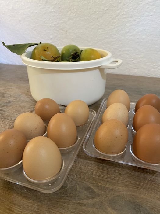 Ovos biológicos caseiros