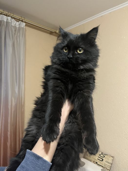 Котенок мальчик