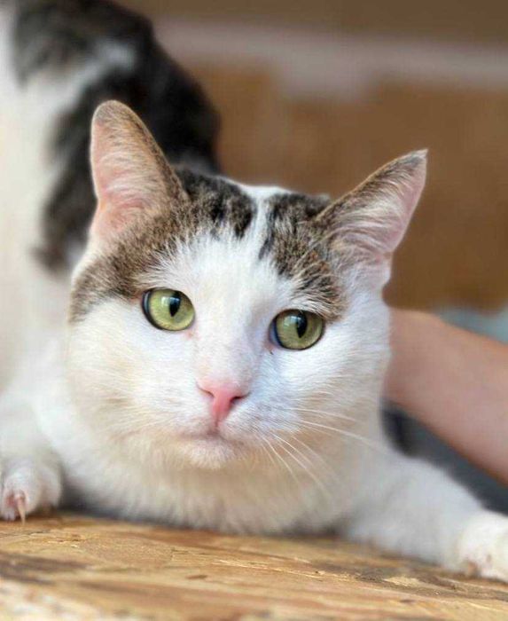 Котик Елвин 1 год, добрый и умный, кот друг