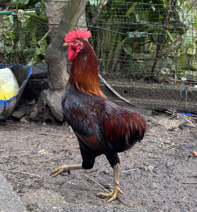 Granizo muito lindo, cruzado com Araucana.