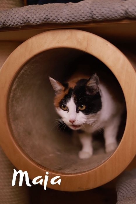 Chciałabym mieć swój dom, jestem spokojna i oddana