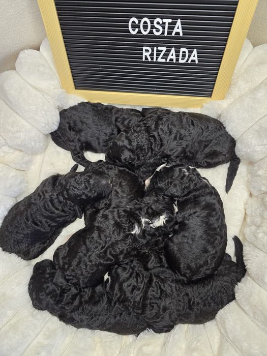 Hiszpański pies dowodny- piesek