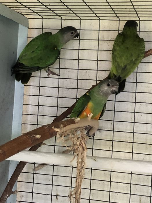 Poicephalus senegalus