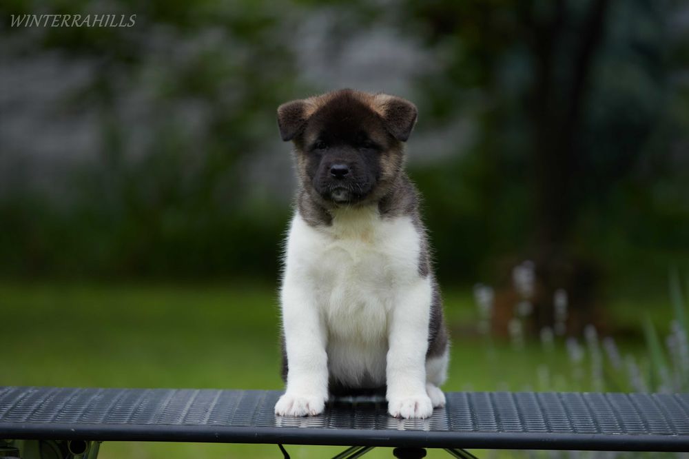 Неймовірні ведмедики ~ Американська Акіта ! Американская Акита КСУ