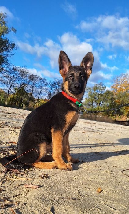 Цуценята німецької вівчарки шоу