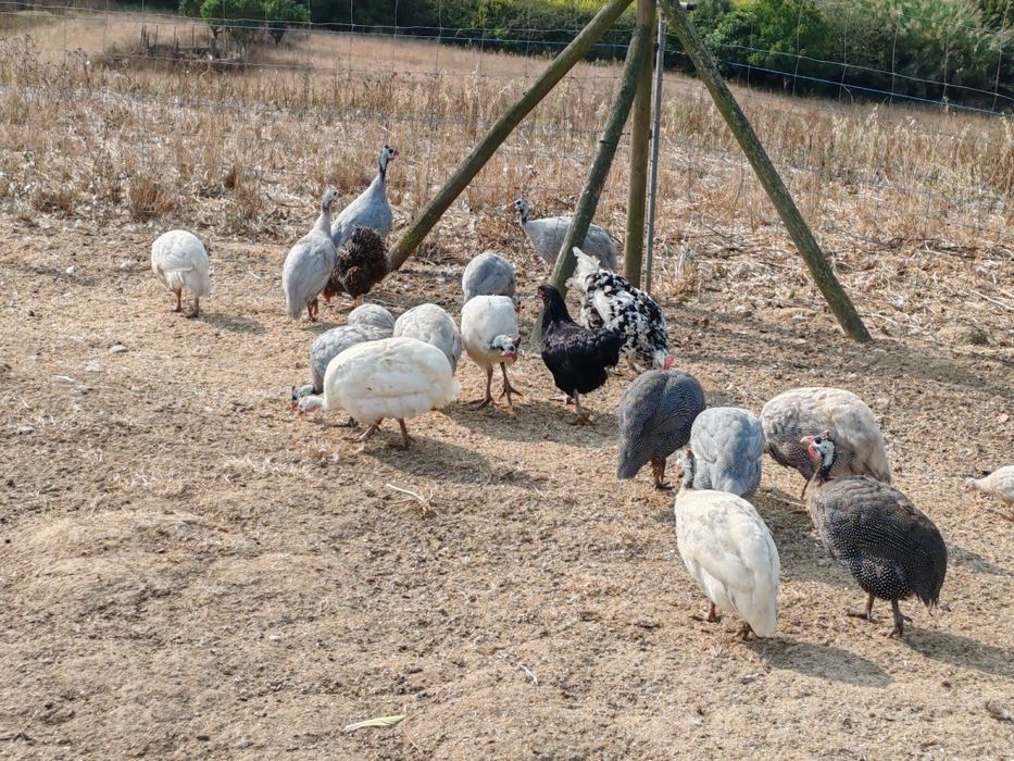 Fracas diversas / patos Rouen jardins