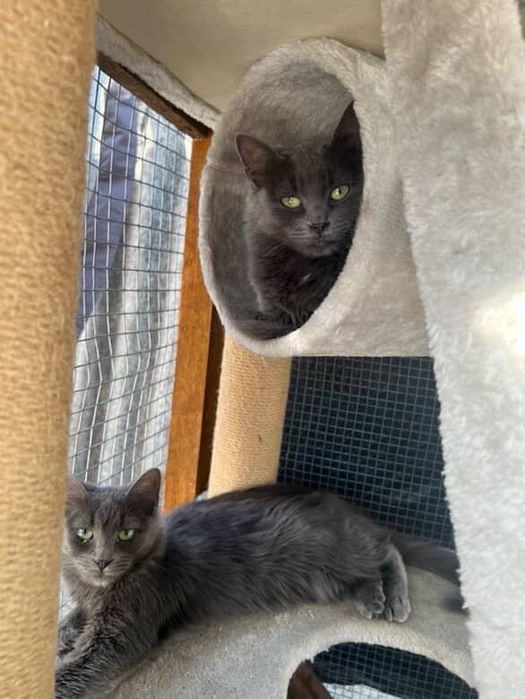 Котики, найкращі котики у світі