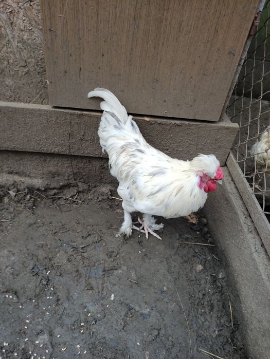 Kogut mieszaniec silka - leghorn